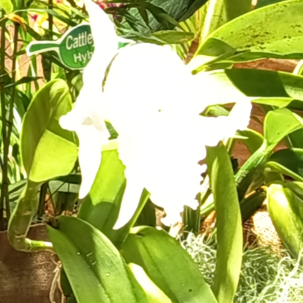 Fontfroide_2025